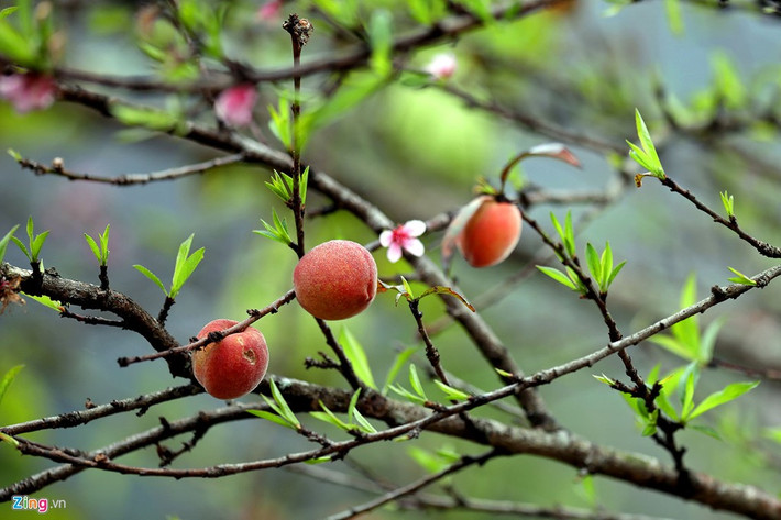 Những quả đào chín mọng khó kiềm lòng du khách thập phương.