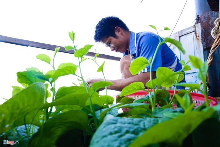 Anh Vương Văn Hưng - công nhân hải đăng, chia sẻ nơi đảo xa mọi người rất thèm rau. Anh em thường nhờ đất liền gửi hạt giống ra để gieo trồng. Vì thiếu nước cũng như khí hậu nắng nóng khắc nghiệt cùng gió biển đậm hơi muối nên rau rất khó sống.