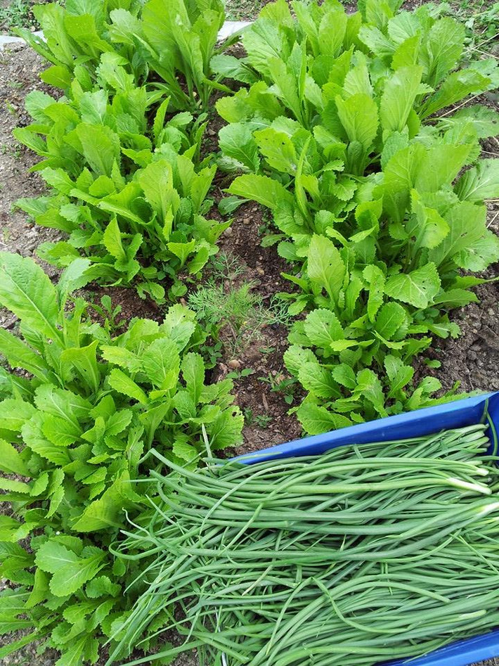 Để có thời gian chăm sóc vườn, chị Eva Phạm Bích tranh thủ từng phút từng giây rảnh rỗi. Nhà chị kinh doanh phải mở cửa suốt cả tuần nên rảnh chút là lao ngay ra vườn rau. Chị hóm hỉnh chia sẻ: "Ai tìm chị thì đơn giản lắm vì chị chỉ ở cửa hàng và ngoài vườn".