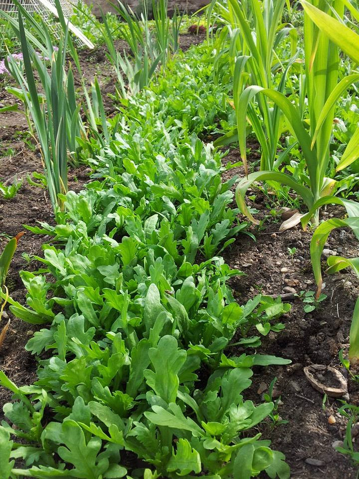 Với ốc sên phá hoại rau trong vườn, chị mua các loại thức ăn dành riêng cho ốc sên để thu hút chúng, giúp rau non không bị phá hoại.