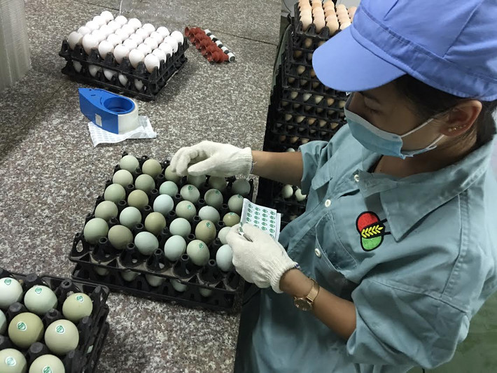 Hiện tại ở Việt Nam, mỗi ngày chỉ có khoảng 10.000 quả trứng gà vỏ xanh được cung cấp ra thị trường vì là giống gà mới nên đàn gà chưa nhiều.