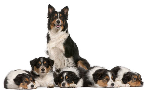 1. Collie Border.