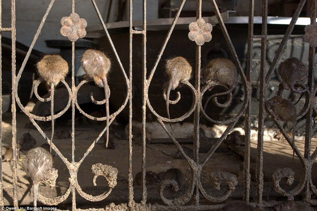 Trong ngôi đền thiêng, chuột di chuyển tự do, ăn uống thoải mái trong những chiếc bát lớn đựng đầy sữa và lúa mạch.