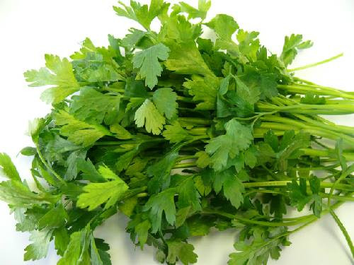 Mùi tây là một vị thảo mộc tiêu biểu có thể chống lại chứng hôi miệng hiệu quả.