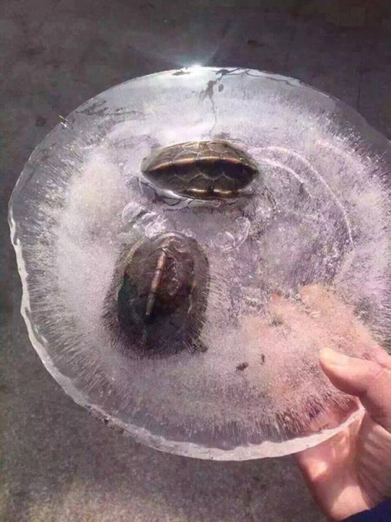 Đám con cháu nay đã lên đường theo cụ.