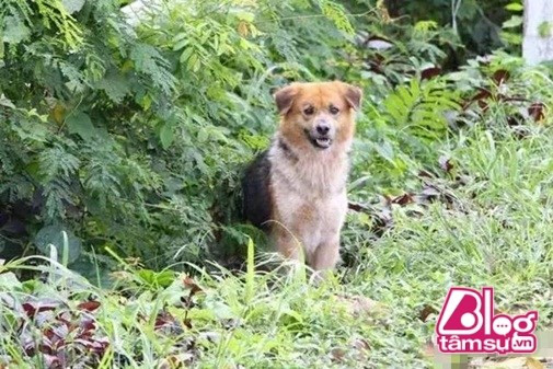 Ngày 17 tháng 1 theo tin tức của Thái Lan đưa tin, có rất nhiều người dân Thái Lan nhờ đến sự giúp đỡ của giới truyền thông, hy vọng thông qua phương tiện truyền thông có thể tìm được chủ nhân của một chú chó. Được biết chú chó này ngồi ở bên đường quốc lộ suốt 7 tháng để đợi chủ. Theo như người dân địa phương chia sẻ, chú chó này khoảng 2 tuổi, là một chú chó đực, theo như mọi người dự đoán có lẽ chú chó này đã bị rơi từ trên xe xuống, sau đó nó vẫn luôn ở đó và không chịu rời đi. Đã hơn 7 tháng trôi qua, người ta vẫn thấy chú chó ở đó, dường như nó đang đợi chủ nhân quay lại đón mình.