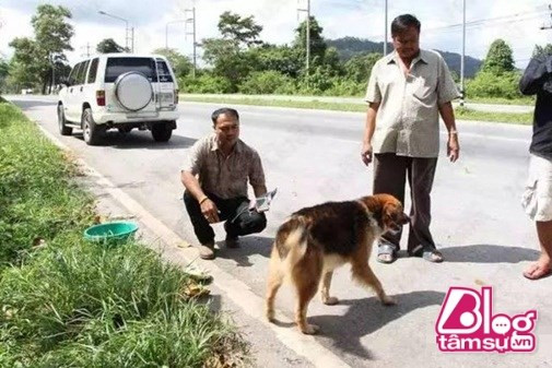 Quả thật, chó là loài động vật vô cùng trung thành với con người, vì thế chúng ta hãy yêu thương chúng như những người bạn, để chúng thấy rằng con người xứng đáng để chúng 1 lòng như chú chó ở trên.