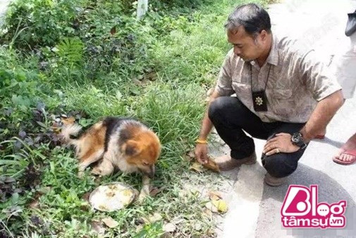 Lòng trung thành của chú chó khiến mọi người cảm động, vì thế những người dân địa phương đã tình nguyện đem đồ ăn đến cho chú chó, và hy vọng thông qua giới truyền thông có thể nhanh chóng tìm được chủ nhân cho chú chó này.
