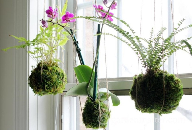 Mới xuất hiện trong vài năm gần đây, những chùm cây cảnh treo kokedama được trồng trong búi đất làm từ rêu và dây dài đã để lại không ít ấn tượng. Lấy cảm hứng từ đất nước Nhật Bản, nơi những chậu cây “lơ lửng” (kokedama) ra đời, mỗi chậu cây được làm từ đất bọc trong rêu và treo ở trên cao. Đây là phương pháp trồng cây độc đáo thay thế cho nhiều chậu cây bằng sành hay đất nung thường thấy.