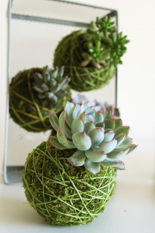 Sáng tạo với búi cây kokedama cho chậu cây sen đá tròn trịa xinh xắn.