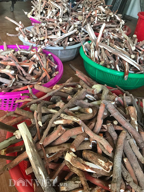 Cùng với lời truyền tụng về tác dụng "ông uống, bà khen", rượu sâm cau có màu vàng trong, mùi thơm như nhân sâm Hàn Quốc nhưng vị ngọt hơn. Cho nên sâm cau ngày càng được nhiều người miền xuôi tìm mua, với giá bán tại trung tâm huyện Sơn Tây là 50.000 đồng/kg tươi, cao hơn gấp 3 lần so với 2 năm trước đó.