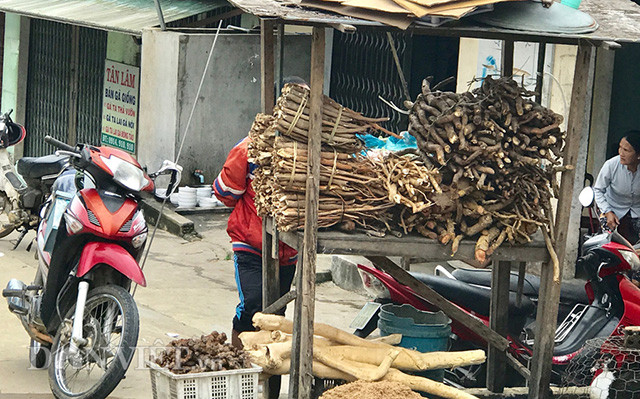 Rễ sâm cau đã được rửa sạch và chặt đoạn để chuẩn bị ngâm rượu.