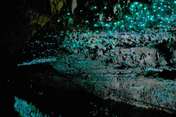 Động Ruakuri nằm ở Waitomo, New Zealand, có hàng nghìn con đom đóm phát ánh sáng huỳnh quang chiếu sáng trên những bức tường đá, tạo nên cảnh tượng huyền diệu độc nhất vô nhị. Ảnh: Unknownworld.