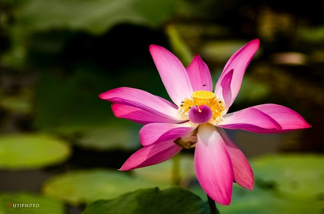 Hoa sen trong hồ của Trúc lâm Thiền Viện (Cần Thơ).