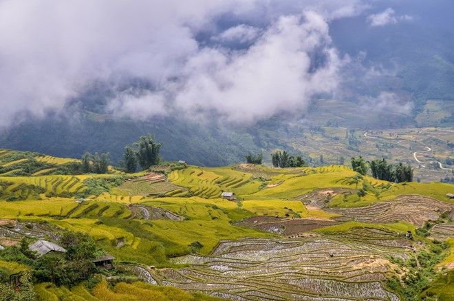Màu sắc đối lập của những ô ruộng bậc thang đã gặt xong, và đang chờ thu hoạch ở Y Tý, Lào Cai.