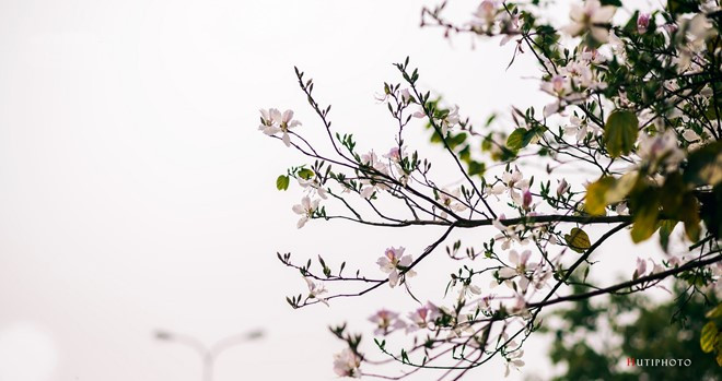 Hoa ban trong sương sớm ở Điện Biên.