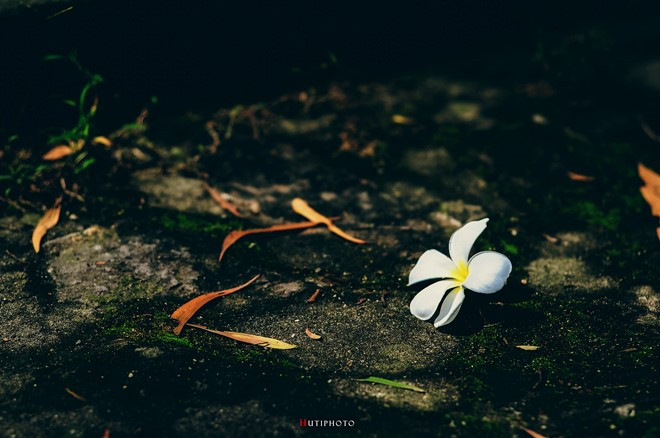Màu trắng của hoa sứ nổi bật trên nền bê tông của một ngôi chùa ở Long Hải (Bà Rịa - Vũng Tàu).