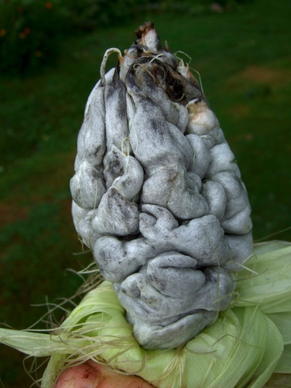 Mexico - Huitlacoche Huitlacoche là tên gọi một loại ngô rất phổ biến trong bữa sáng phổ biến của người Mexico. Tuy nhiên, rất nhiều người ngoại quốc e dè trước món ăn này bởi chỉ nhìn hình dạng cũng có thể biết đây là những bắp ngô...mốc. Nhưng những người bản địa lại rất ưa thích món ăn này và trên thực tế, loại mốc này là một loại nấm không gây tổn hại tới sức khỏe và có hương vị độc đáo. Thậm chí Huitlacoche còn có giá đắt hơn ngô thông thường.