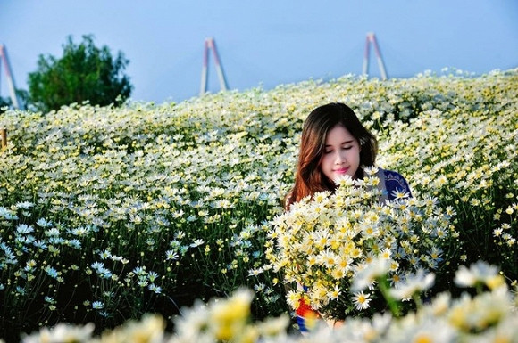 Nếu như mùa xuân có hoa đào, mùa hè có hoa loa kèn, mùa thu có hoa hướng dương và mùa đông hoa cánh bướm khoe sắc, thì những ngày cuối tháng 11 này làng hoa Nhật Tân ngập tràn trong sắc trắng của hoa cúc họa mi.