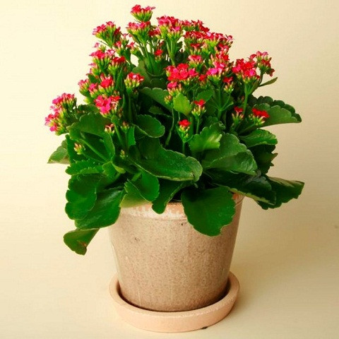 Hoa Sống Đời - Vạn sự thuận lợi Hoa sống đời còn có tên gọi khác là cây thuốc bỏng, có nhiều loại tương ứng với màu sắc khác nhau. Loài hoa này rất được ưa chuộng trong dịp Tết vì đặc tính dễ trồng, dễ chăm sóc và đẹp. Một chậu hoa sống đời bày trong nhà ngày Tết như một lời cầu chúc sức khỏe và hạnh phúc đến cả gia đình. Loài hoa nhỏ nhắn nhưng màu sắc rực rỡ mang một sức sống bền bỉ, mãnh liệt này còn tượng trưng cho sự sinh sôi nảy nở và tình đoàn kết của các thành viên trong gia đình.