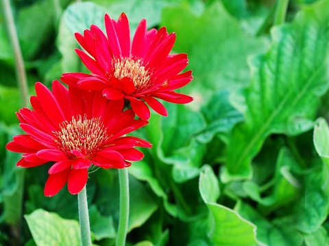Hoa Đồng Tiền - Ấm no, hạnh phúc Hoa đồng tiền được trồng khá phổ biến ở Việt Nam, loài hoa này có thể nở quanh năm. Hoa đồng tiền có nhiều màu sắc phong phú như đỏ, vàng, cam và mỗi loại hoa đều có một ý nghĩa khác nhau. Hoa đồng tiền vàng mang đến sự hạnh phúc và sung túc; hoa đồng tiền cam mang đến sự rực rở, tươi vui; hoa đồng tiền đỏ mang đến tình yêu; hoa đồng tiền màu hồng có ý nghĩa như một sự ca ngợi, khích lệ; trong khi đó hoa đồng tiền trắng lại biểu hiện cho sự trong sáng, thuần khiết….