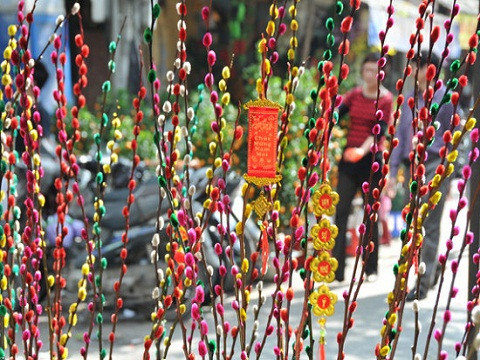 Ngoài ra, đúng như tên gọi, hoa tầm xuân còn mang ý nghĩa báo Xuân sang. Đi chợ hoa Tết mà không tìm một bó hoa tầm xuân mang về nhà chưng thì cũng thật là thiếu xót.