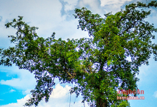 Người cao tuổi trong làng cho hay, ngày xưa cây sanh vươn tỏa sum suê trên một gò đất cao mà người làng thường gọi là cồn Cửa Truông, cạnh đó có cây bàng lớn và một ngôi miếu nhỏ thờ thần, dân làng thường đến cúng tế mỗi dịp vào mùa.