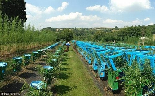 Trở về Anh, Gavin lập tức cùng bàn với vợ là Alice hiện thực hóa ý tưởng của mình. Cả hai đã chọn một ngọn đồi và trồng những mầm cây đầu tiên. Sau đó, họ thiết kế sẵn những khung nhựa hoặc sắt nhằm “bắt” cây phải mọc theo ý muốn của mình. Hàng ngày, họ sẽ cắt tỉa cho chúng, đảm bảo sẽ có kết cấu vững chắc khi lớn lên.