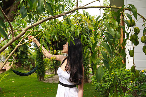 Cây trái trong vườn được hai vợ chồng chăm chút rất tốt. Cây nào cây nấy sai trĩu quả.