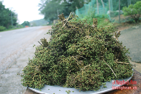 Chỉ với 5 nghìn đồng, du khách có thể mua một chùm tiêu rừng (mạc khẻn) khi đi qua đoạn đường thuộc xóm Chằn Nằn, Chi Khê ( Con Cuông). Người dân bản địa cho biết, hiện nay đang là mùa của tiêu rừng, sản vật núi rừng này rất dễ hái về để bán.