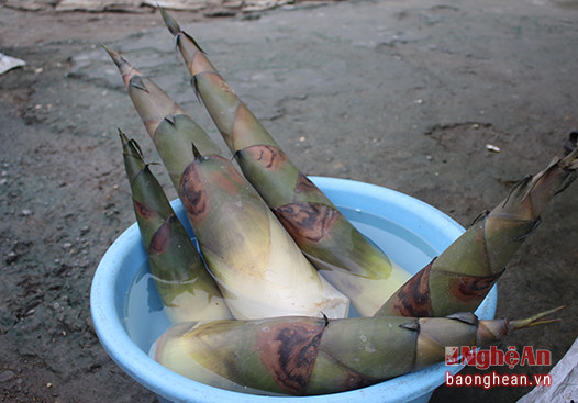 Những búp măng được hái từ sáng sớm còn tươi nguyên.
