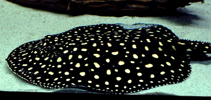 2. Cá đuối nước ngọt Polka Dot Là một trong những loại siêu cá cảnh có giá lên tới 100.000 USD/con tương đương với hơn 2 tỷ đồng. Loài cá đuối nước ngọt này có kích thước không quá lớn như cá đuối nước mặn.