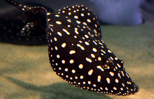Cá đuối nước ngọt Polka Dot nổi bật hơn với nhiều chấm nhỏ trên cơ thể của chúng, khiến loài cá này trở nên rất lạ mắt. Không những vậy chúng còn có một dạng biến đổi gene ở phần đầu phía trước, khiến cho nó có hình chữ U thay vì hình tròn.
