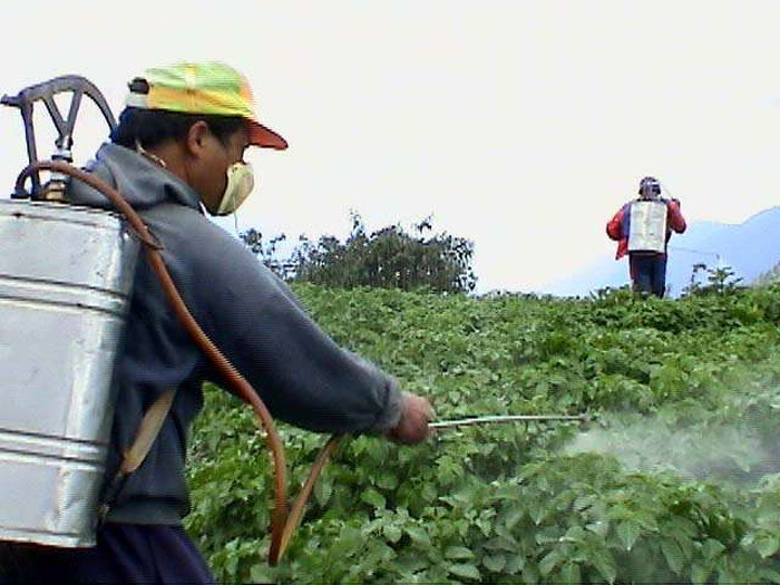 Thông thường, trên các loại rau nhiễm thuốc trừ sâu, nhiễm phân hóa học, bạn có thể nhìn thấy những hạt bụi nhỏ, ngửi thấy mùi vị khác thường. Dưới đây là 8 loại rau quả được cho là phun nhiều thuốc hóa học nhất.