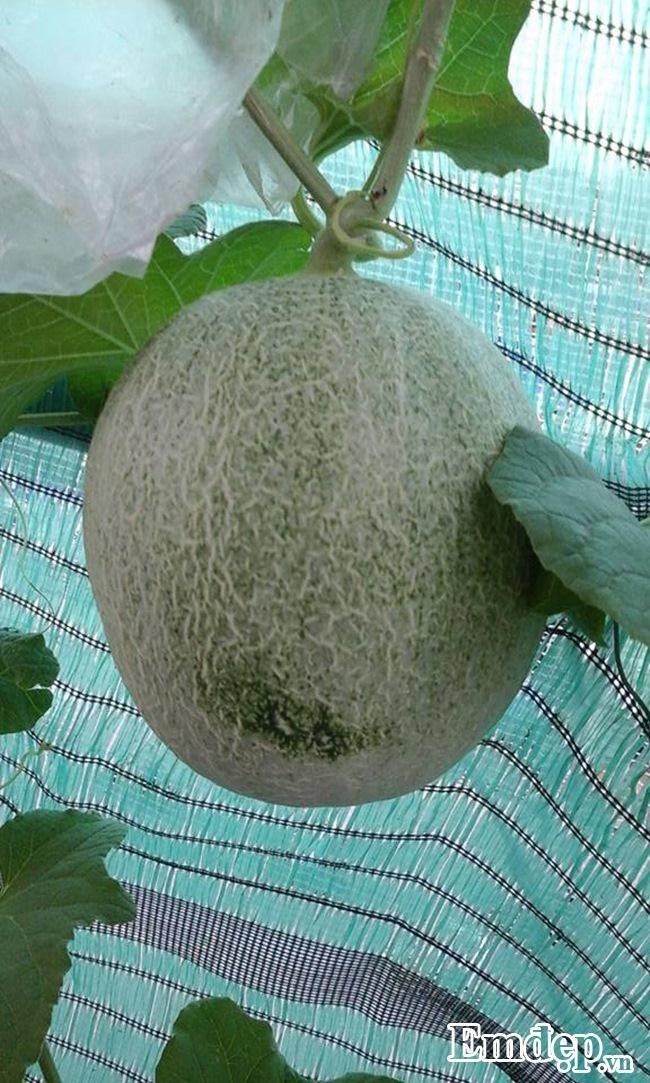 Trồng rau sạch nên chị Hà Anh cũng xác định không sử dụng các loại thuốc bảo vệ thực vật. Chị thường làm kỹ đất, bên cạnh đó thường xuyên bắt sâu trực tiếp. Với các bệnh rầy hay sâu xanh, chị thường dùng thảo mộc tự làm gồm gừng, tỏi, ớt, rượu để diệt mầm bệnh.