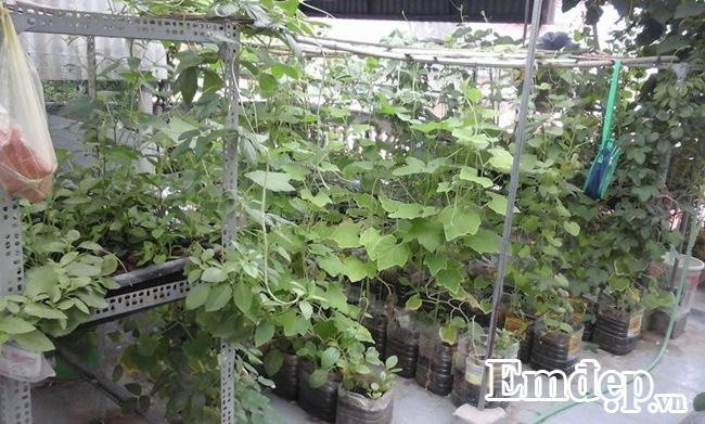 Không gian sân thượng nhà chị Phạm Hà Anh (Hà Nội) khá rộng thoáng. Chị chia các chức năng cần thiết để giúp cho bài trí được nhiều chậu rau, nuôi được nhiều gà và chim phục vụ nguồn thực phẩm sạch cho gia đình. Để việc trồng rau, nuôi gà được thuận lợi và sạch sẽ, chị Hà Anh đã lát gạch cho toàn bộ sân thượng. Bên cạnh đó, các chuồng gà, chuồng chim được thiết kế cách khoảng sàn sân thượng khoảng 2 - 3 gang tay, giúp lượng phân được thải ở lớp lưới phía dưới. Cách làm này giúp sàn sân thượng nhà chị luôn sạch sẽ.