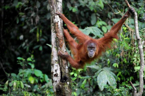 Di sản rừng nhiệt đới Sumatra, Indonesia Với diện tích 2,5 triệu ha, di sản rừng nhiệt đới trên đảo Sumatra ở Indonesia là nơi sinh sống của nhiều loại động thực vật quý hiếm như loài đười ươi Sumatra. Nơi đây cũng cung cấp những bằng chứng địa sinh học về quá trình phát triển của hòn đảo. Nhưng khu di sản đặc biệt này đang đối mặt với những đe dọa nghiệm trọng như phát triển giao thông, nạn chặt phá rừng và săn bắn trái phép,…