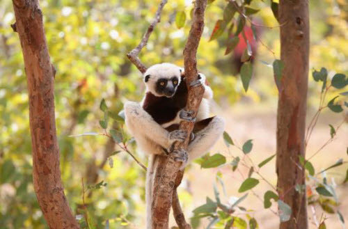 Rừng nhiệt đới Atsinanana, Madagascar Quần đảo Madagascar đã tách rời khỏi lục địa cách đây hơn 60 năm, nên nơi đây có nhiều loài động thực vật đặc hữu không có ở nào khác trên thế giới. Sự đa dạng sinh học của quần đảo này phụ thuộc vào rừng nhiệt đới Atsinanana được chia thành 6 vườn quốc gia. Nhưng nạn phá rừng và săn bắn trái phép đang là vấn đề nhức nhối ở đây.