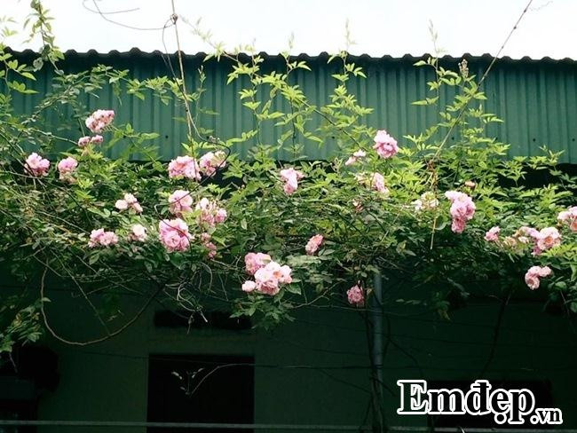 Trong khoảng sân vườn rộng thoáng này, chị Lan ưu tiên trồng hồng. Một không gian mà bất kỳ ai bước vào đều cảm thấy thích thú trước đủ màu sắc và hương thơm, thật tinh tế và đáng yêu! Một cuộc sống thanh bình, dịu ngọt nhờ việc chăm chút thêm cho từng gốc hồng.