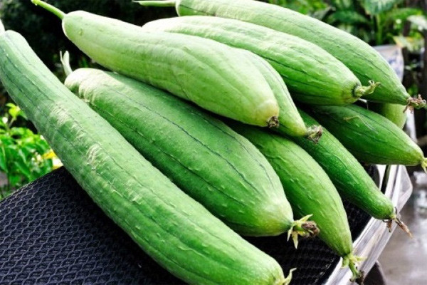 Mướp có tên khoa khọc là Luffa aegyptiaca, trong dân gian còn gọi là ti qua, bố qua, thiên lạc ti, miến dương qua, thô qua. Theo dinh dưỡng học hiện đại, cứ mỗi 100 gr quả mướp chứa 95,1 gr nước, 0,9 gr protit, 0,1 gr lipit, 3 gr gluxit, 0,5 gr xenlulozo, 18 mg canxi,...