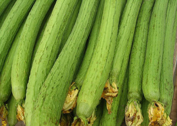 Ngoài ra, mướp chứa vitamin B nên mướp ngăn ngừa lão hóa, vitamin C làm trắng da, vừa có giá trị dinh dưỡng, vừa có tác dụng chữa bệnh.