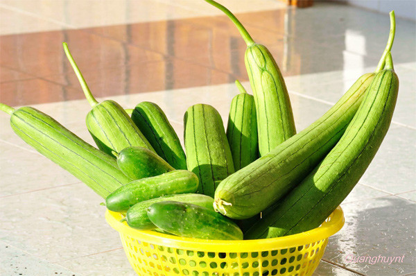 Ngoài công dụng nấu ăn, ít ai biết, mướp còn có thể chế biến thành nhiều loại nước giải khát, chữa bệnh rất độc đáo. Công thức 1: Mướp tươi 500 g, đường trắng vừa đủ. Rửa sạch, ép lấy nước hòa cùng đường trắng có công dụng giải khát trong ngày, hóa đàm, tiêu viêm, chỉ khái.
