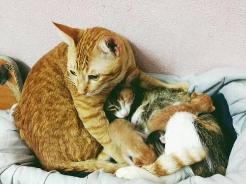 Mới đây, các diễn đàn, trang mạng xã hội liên tục chia sẻ những khoảnh khắc tràn đầy hạnh phúc của một gia đình nhà mèo gồm có vợ chồng mèo bố vàng - mèo mẹ màu tam thể cùng đàn con mới chào đời. Đi kèm với hình ảnh này, một cư dân mạng - chủ nhân của những chú mèo có tên facebook Thuy Duong Panda (hiện đang sống tại Hà Nội) chia sẻ đầy hài hước rằng: "Mèo nhà tớ sinh mà thằng bố nó hồi hộp hơn cả tớ. Vợ đẻ thì cứ rối hết cả lên. Ngồi canh xong ngủ gật, vợ đẻ xong vợ cứ đi ăn hay đi tè là lại vào bế với ấp con. Mèo bố của năm đây rồi”.