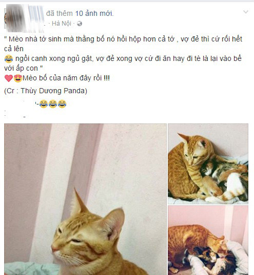 Ngắm nhìn những hình ảnh mèo bố nằm ôm mèo mẹ quanh đàn con, chăm lo cho các con lúc mèo mẹ đi vắng khiến nhiều người tỏ ra thích thú. Nhiều người xúc động trước tình mẫu tử gia đình nhà mèo dành cho nhau. "Thao thức trắng đêm canh vợ đẻ là đây", "Đúng chuẩn ông bố soái ca ngồi canh vợ vượt cạn suốt đêm đây rồi", "Ông bố trách nhiệm thế này thì con sen có việc gì mà làm'"...là một trong vô số lời khen cộng đồng mạng dành tặng cho ông bố mèo này.
