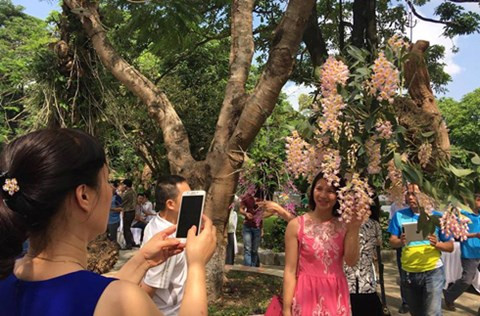 Nhiều người yêu lan tranh thủ "tự sướng" với giò kiều tím đẹp không tì vết.