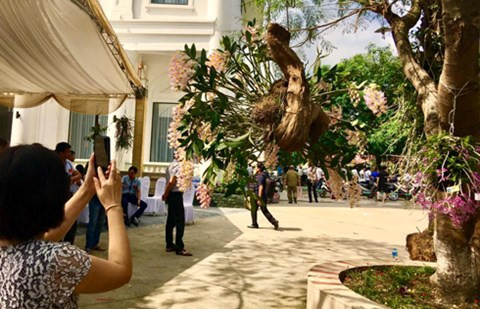 Lập tức giò kiều khủng này thu hút sự chú ý của nhiều người chơi lan và khách tham quan.