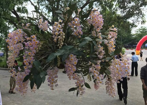 Giò lan Kiều tím này có nguồn gốc từ tỉnh Thái Nguyên