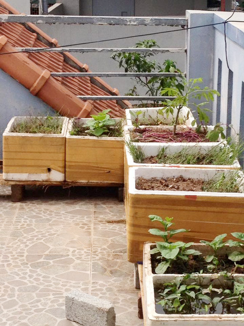 Sau những ngày vác đất leo 5 tầng cầu thang lên trồng trọt, anh chị đã thu hoạch được khá nhiều nông sản sạch.