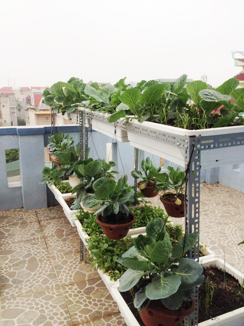 Những chậu su su xanh tốt nhờ được tưới phân hữu cơ đều đặn.