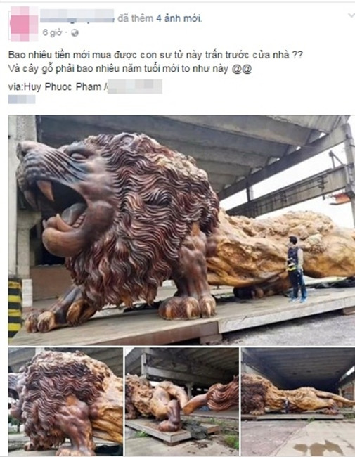 Được chia sẻ trên 1 fanpage có rất đông người tương tác, những hình ảnh về 1 con sư tử bằng gỗ nguyên khối khổng lồ nhanh chóng thu hút sự chú ý của cư dân mạng. Không chỉ khiến người khác trầm trồ về kích thước siêu lớn, giá trị của con sư tử này chắc chắn sẽ làm không ít người hoang mang.